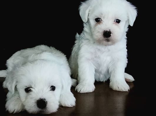 Hem Hesapli Hem De Orji̇nal Maltese Teri̇er Bebekler