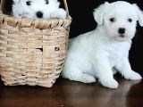 Hem Hesapli Hem De Orji̇nal Maltese Teri̇er Bebekler