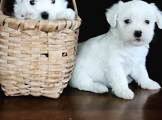 Hem Hesapli Hem De Orji̇nal Maltese Teri̇er Bebekler görsel