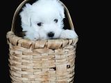 Hem Hesapli Hem De Orji̇nal Maltese Teri̇er Bebekler
