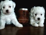 Hem Hesapli Hem De Orji̇nal Maltese Teri̇er Bebekler