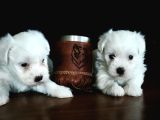 Hem Hesapli Hem De Orji̇nal Maltese Teri̇er Bebekler