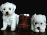 Hem Hesapli Hem De Orji̇nal Maltese Teri̇er Bebekler