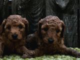 Sahi̇bi̇nden Gerçek Toy Poodle Yavrular