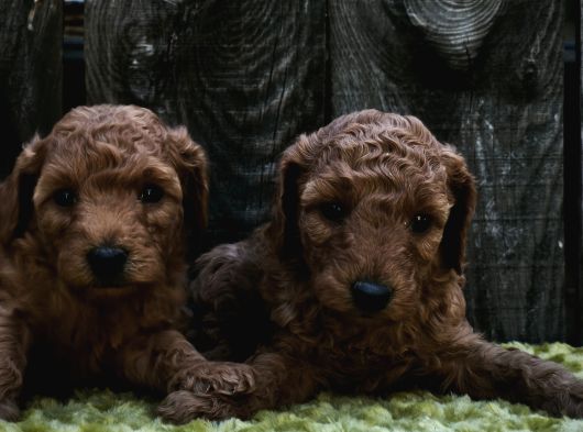 Sahi̇bi̇nden Gerçek Toy Poodle Yavrular görsel