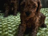 Sahi̇bi̇nden Gerçek Toy Poodle Yavrular