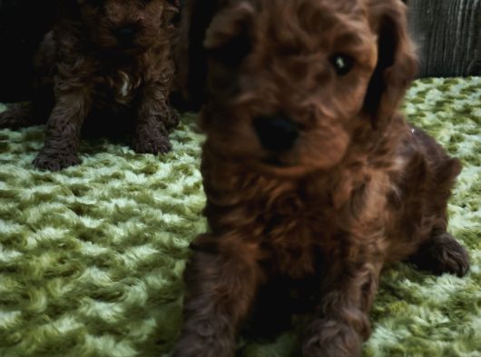 Sahi̇bi̇nden Gerçek Toy Poodle Yavrular görsel