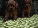 Sahi̇bi̇nden Gerçek Toy Poodle Yavrular