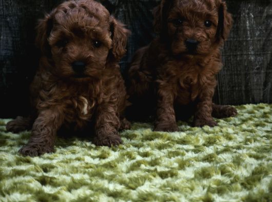 Sahi̇bi̇nden Gerçek Toy Poodle Yavrular görsel
