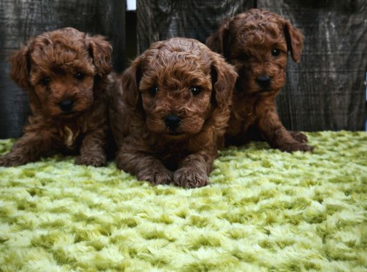 Sahi̇bi̇nden Gerçek Toy Poodle Yavrular görsel