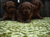 Sahi̇bi̇nden Gerçek Toy Poodle Yavrular