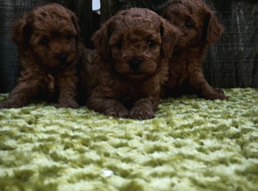 Sahi̇bi̇nden Gerçek Toy Poodle Yavrular görsel