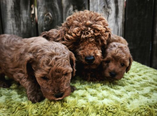 Sahi̇bi̇nden Gerçek Toy Poodle Yavrular görsel