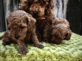 Sahi̇bi̇nden Gerçek Toy Poodle Yavrular