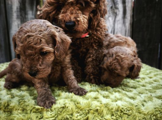 Sahi̇bi̇nden Gerçek Toy Poodle Yavrular görsel