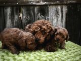SAHİBİNDEN GERÇEK TOY POODLE YAVRULAR