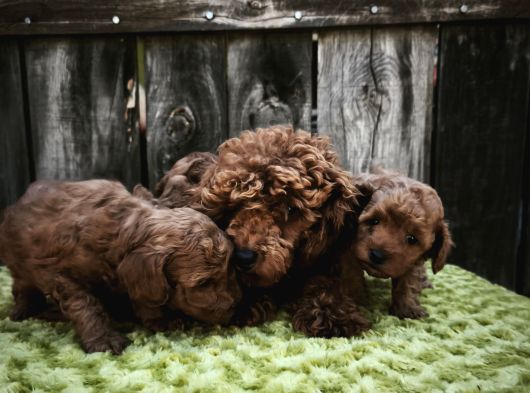 Sahi̇bi̇nden Gerçek Toy Poodle Yavrular