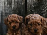Sahi̇bi̇nden Gerçek Toy Poodle Yavrular