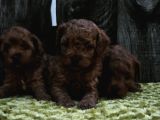 Sahi̇bi̇nden Gerçek Toy Poodle Yavrular