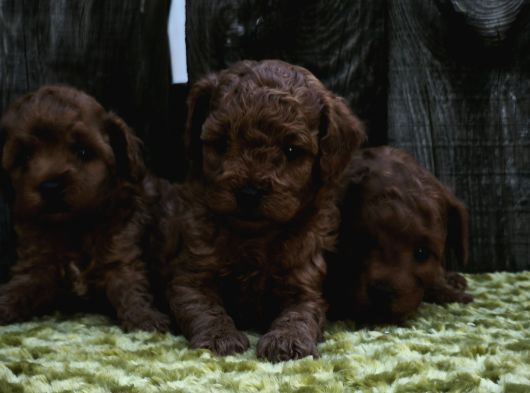 Sahi̇bi̇nden Gerçek Toy Poodle Yavrular görsel