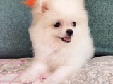Pomeranian Dişi