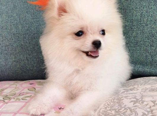 Pomeranian Dişi görsel