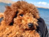 4 Aylık Toy Poodle Yavrumu Sahiplendiriyorum