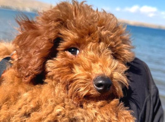 4 Aylık Toy Poodle Yavrumu Sahiplendiriyorum