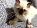 4 Aylık Ragdol Kedi