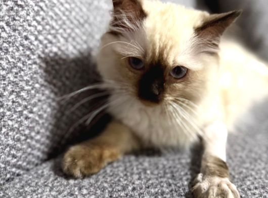 4 Aylık Ragdol Kedi görsel