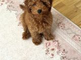 4 Aylık Toy Poodle Yavrumu Sahiplendiriyorum