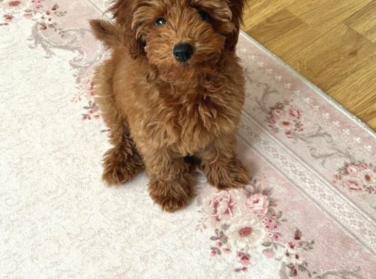 4 Aylık Toy Poodle Yavrumu Sahiplendiriyorum görsel