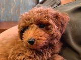 4 Aylık Toy Poodle Yavrumu Sahiplendiriyorum