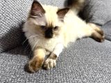 4 Aylık Ragdol Kedi