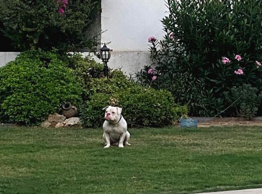 Ücretsi̇z Sahi̇plendi̇rme - 2 Yaşinda Sağlikla Ameri̇can Bully görsel