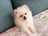 Pomeranian dişi