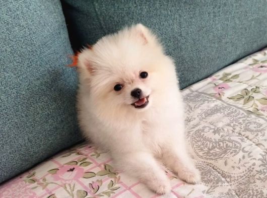 Pomeranian Dişi