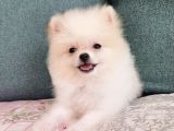 Pomeranian Dişi