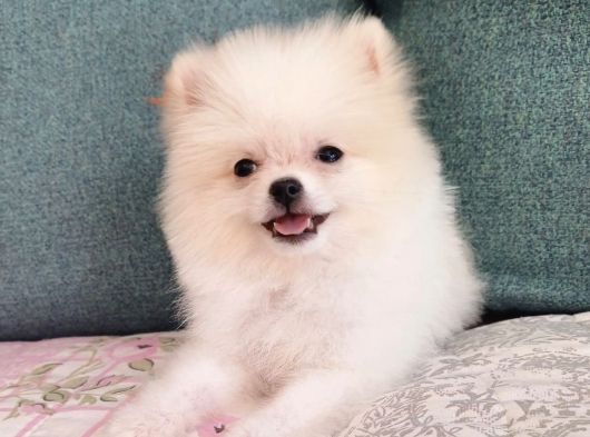 Pomeranian Dişi görsel