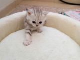 Mavi Gözlü 1 Aylık British Shorthair Silver