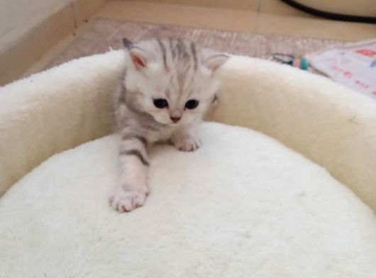 Mavi Gözlü 1 Aylık British Shorthair Silver görsel