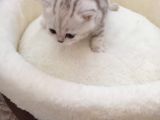 Mavi Gözlü 1 Aylık British Shorthair Silver
