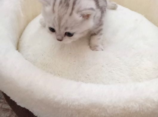 Mavi Gözlü 1 Aylık British Shorthair Silver görsel
