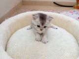 Mavi Gözlü 1 aylık British Shorthair Silver