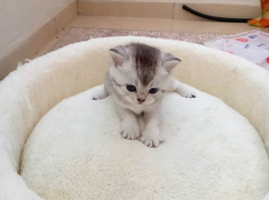 Mavi Gözlü 1 Aylık British Shorthair Silver