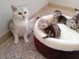 Mavi Gözlü 1 Aylık British Shorthair Silver