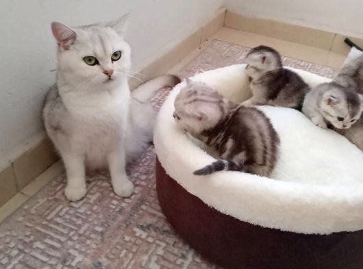 Mavi Gözlü 1 Aylık British Shorthair Silver görsel