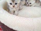 Mavi Gözlü 1 Aylık British Shorthair Silver