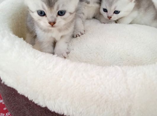Mavi Gözlü 1 Aylık British Shorthair Silver görsel