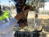 Safkan Macar Rotwei̇ler Yavruları Geldi